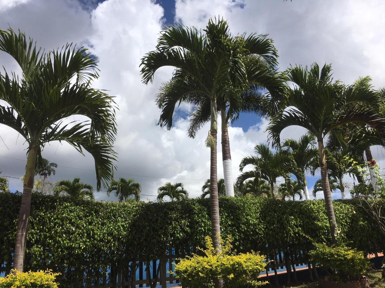 Отель Tropics View Jamaica Hatfield Экстерьер фото